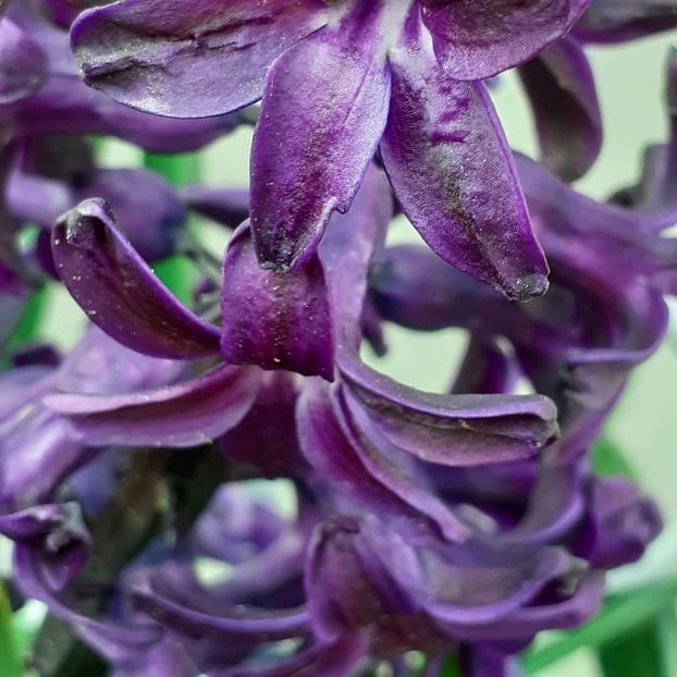  - 002Flori de primăvară 2021