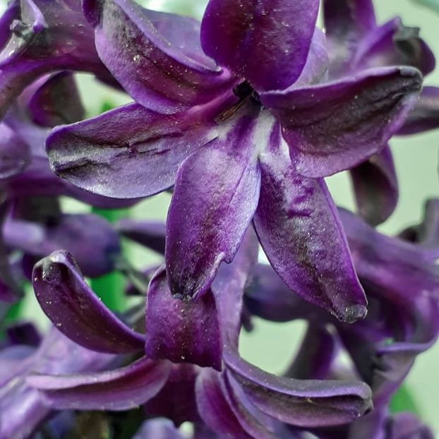  - 002Flori de primăvară 2021