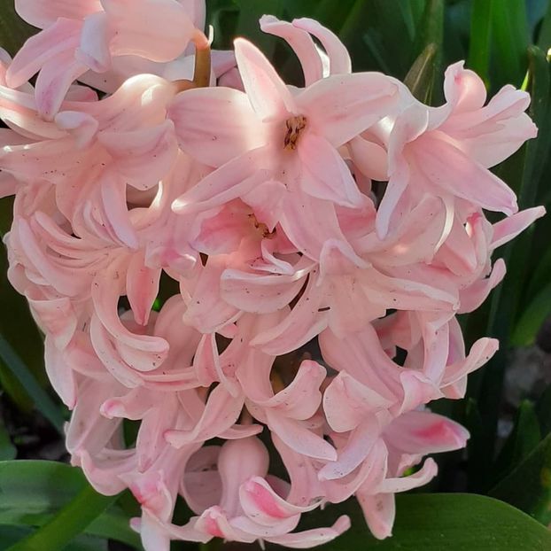  - 002Flori de primăvară 2021