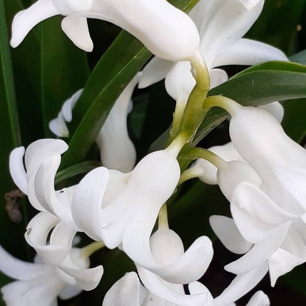  - 002Flori de primăvară 2021