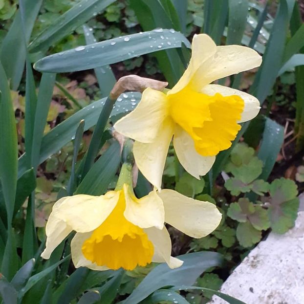  - 002Flori de primăvară 2021