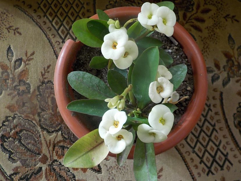  - euphorbia milli