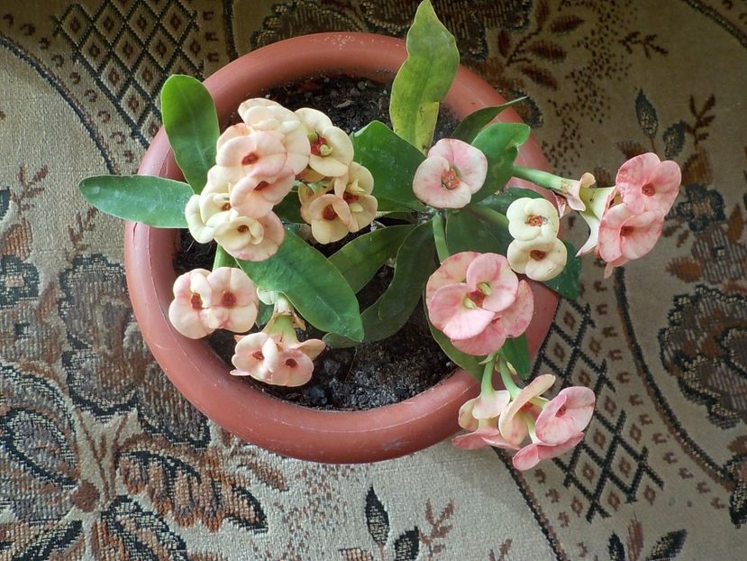  - euphorbia milli