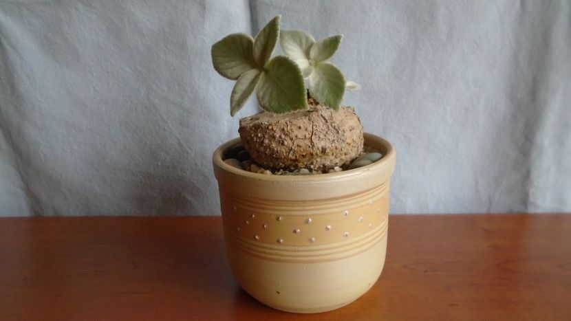 Sinningia leucotricha - Caudiciforme - pachycaule si bulboase 2021