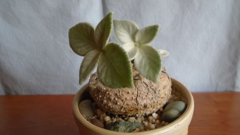 Sinningia leucotricha - Caudiciforme - pachycaule si bulboase 2021