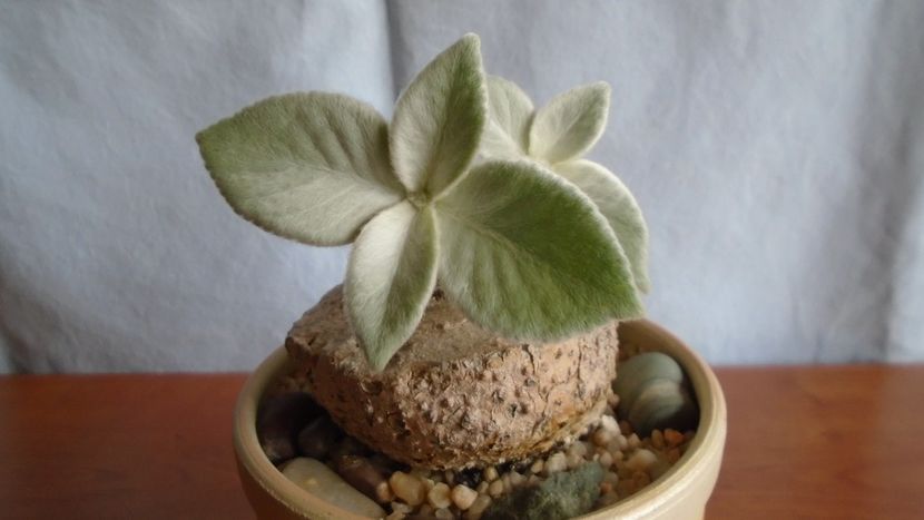 Sinningia leucotricha - Caudiciforme - pachycaule si bulboase 2021