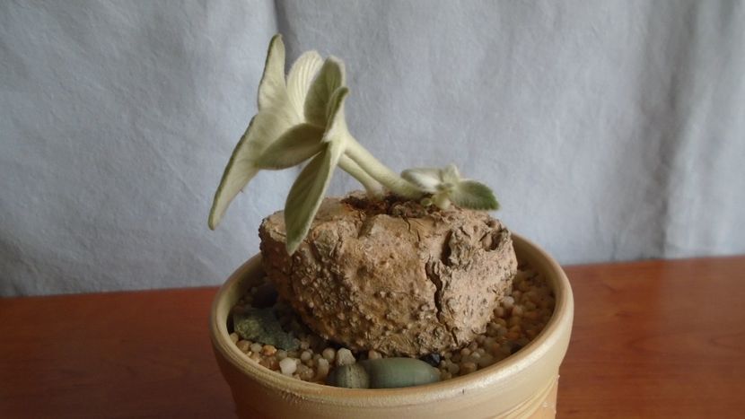 Sinningia leucotricha - Caudiciforme - pachycaule si bulboase 2021