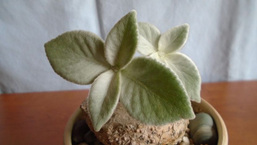 Sinningia leucotricha - Caudiciforme - pachycaule si bulboase 2021