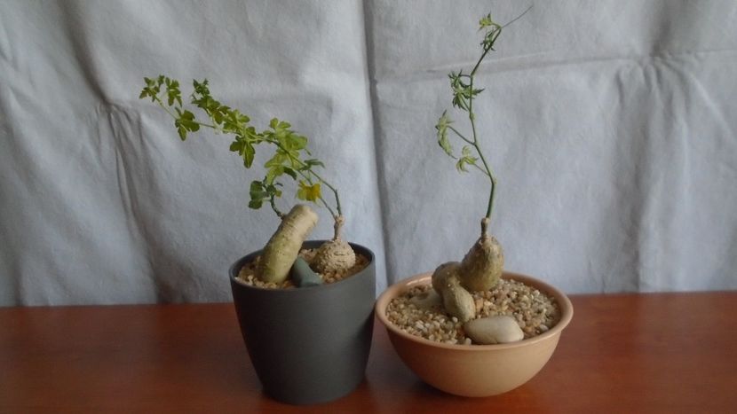 Kedrostis foetidissima si Ibervillea lindheimeri & Cissus tuberosa (Cissus tiliacea) - Caudiciforme - pachycaule si bulboase 2021