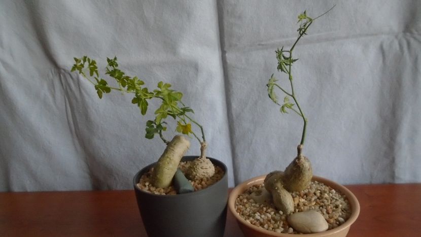 Kedrostis foetidissima si Ibervillea lindheimeri & Cissus tuberosa (Cissus tiliacea) - Caudiciforme - pachycaule si bulboase 2021