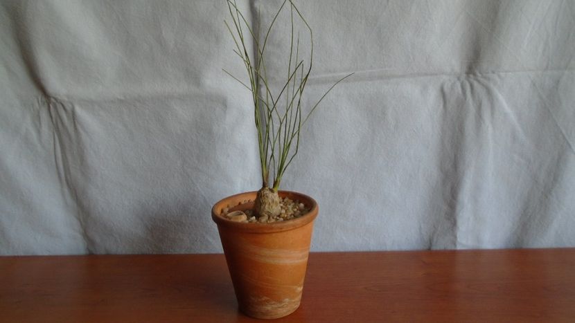 Calibanus hookeri - Caudiciforme - pachycaule si bulboase 2020 bis