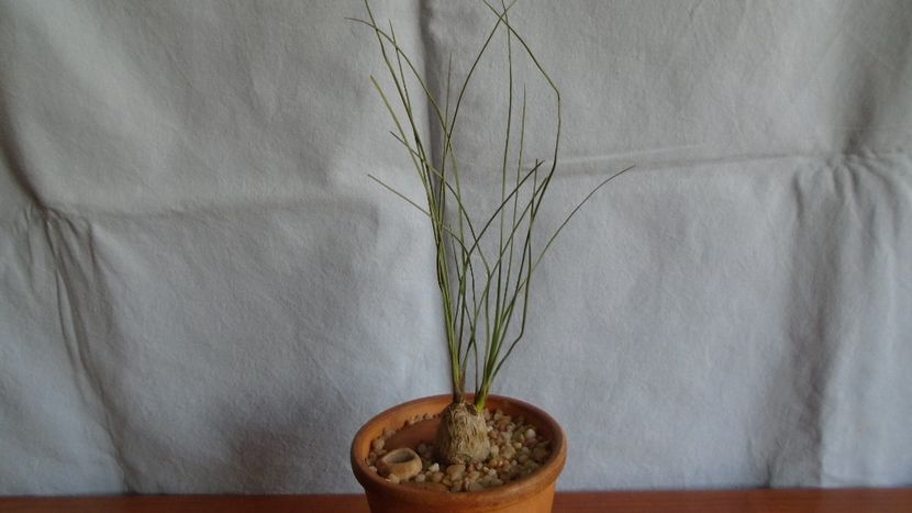 Calibanus hookeri - Caudiciforme - pachycaule si bulboase 2020 bis