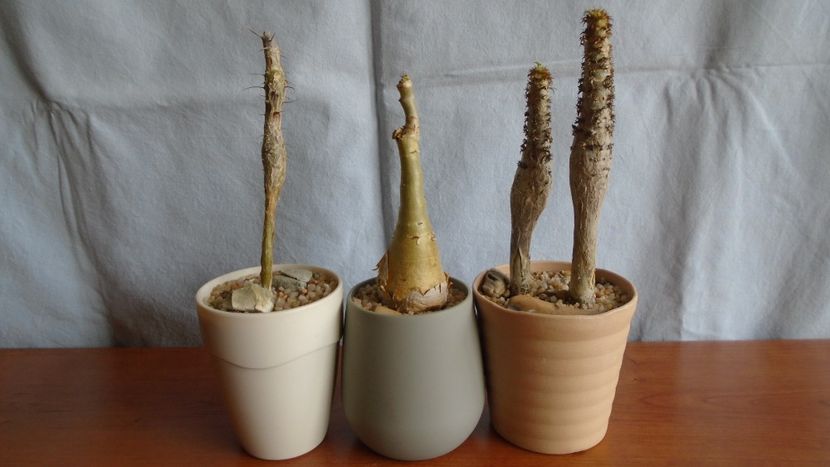 Fouquieria (Idria) columnaris & Cyphostemma juttae & Jatropha podagrica - Caudiciforme - pachycaule si bulboase 2020 bis