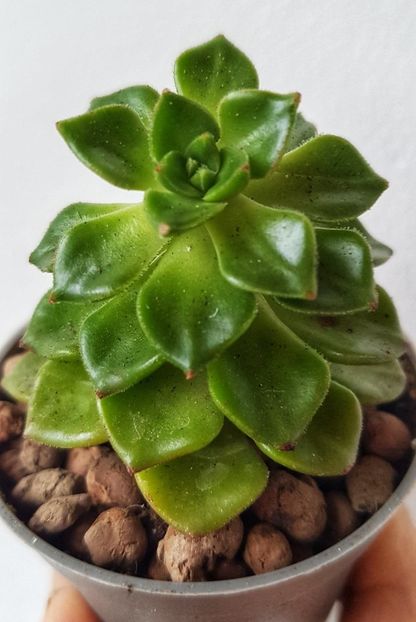 Sedeveria letizia - Succulente