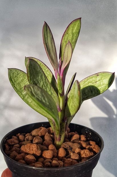 Senecio crassissimus - Succulente