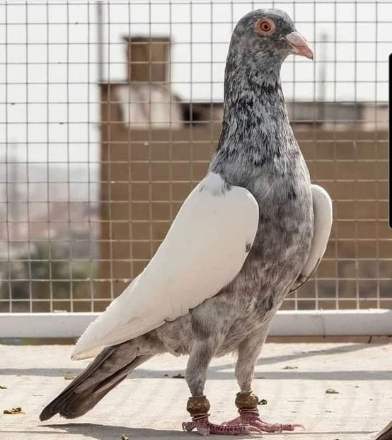  - NU IMI APARTIN ALBUM NR 2