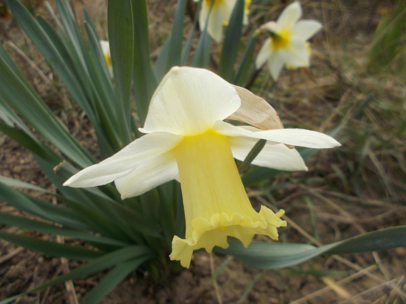  - 2021 Flori de gradina