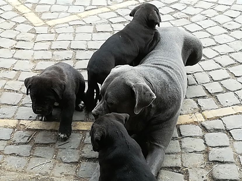 LA 2 LUNI ! - Pui Cane Corso
