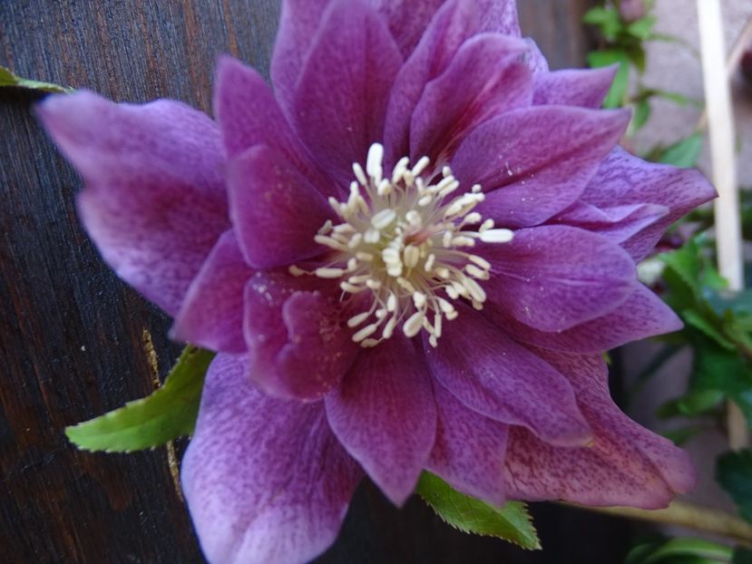  - Helleborus 2021
