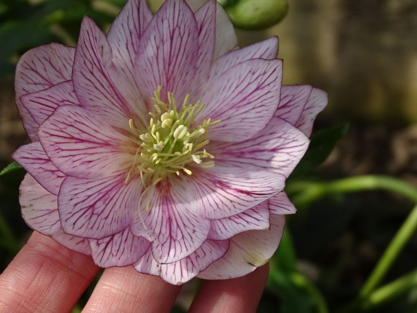 Lily - Helleborus 2021
