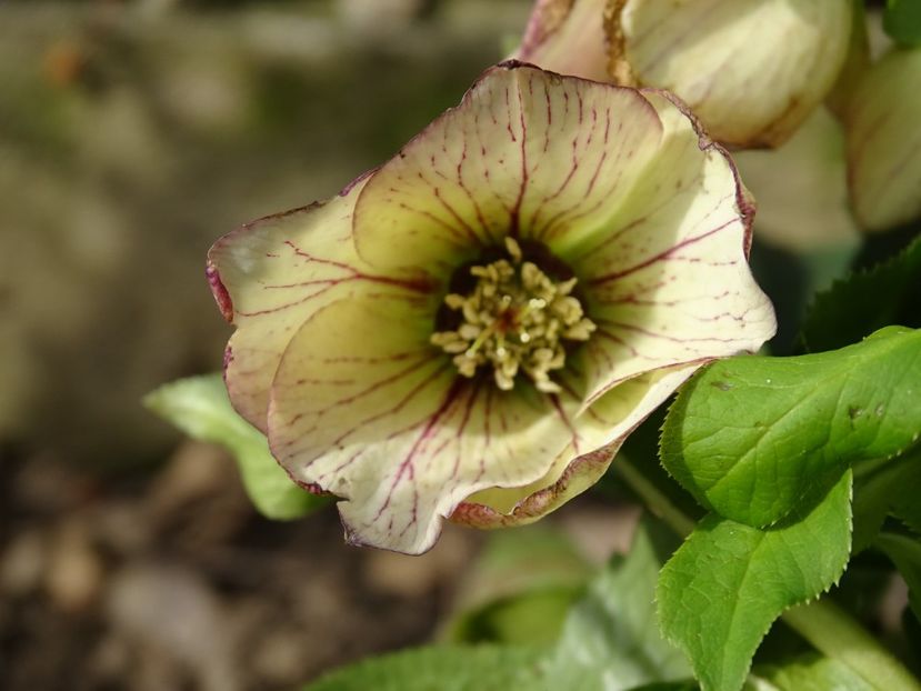 Anja Oudolf - Helleborus 2021