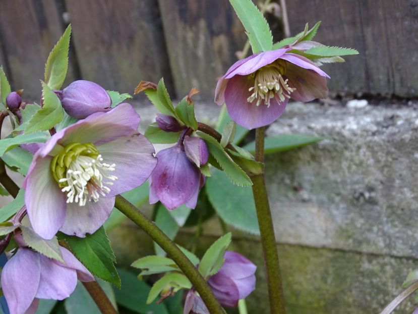  - Helleborus 2021