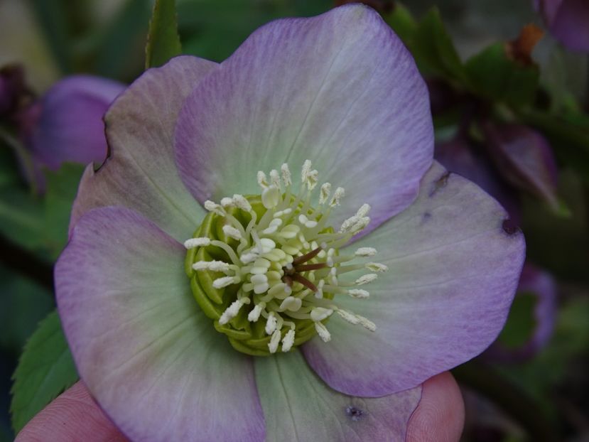  - Helleborus 2021