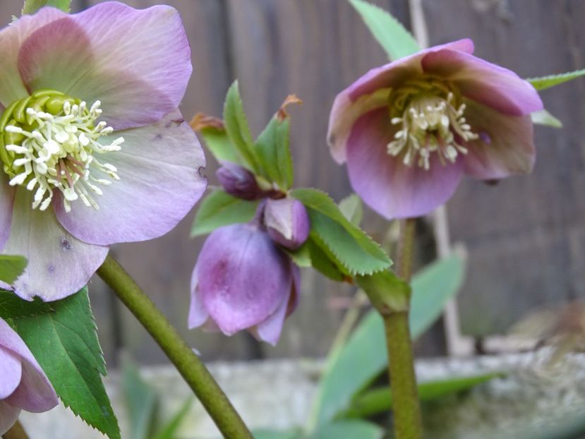  - Helleborus 2021