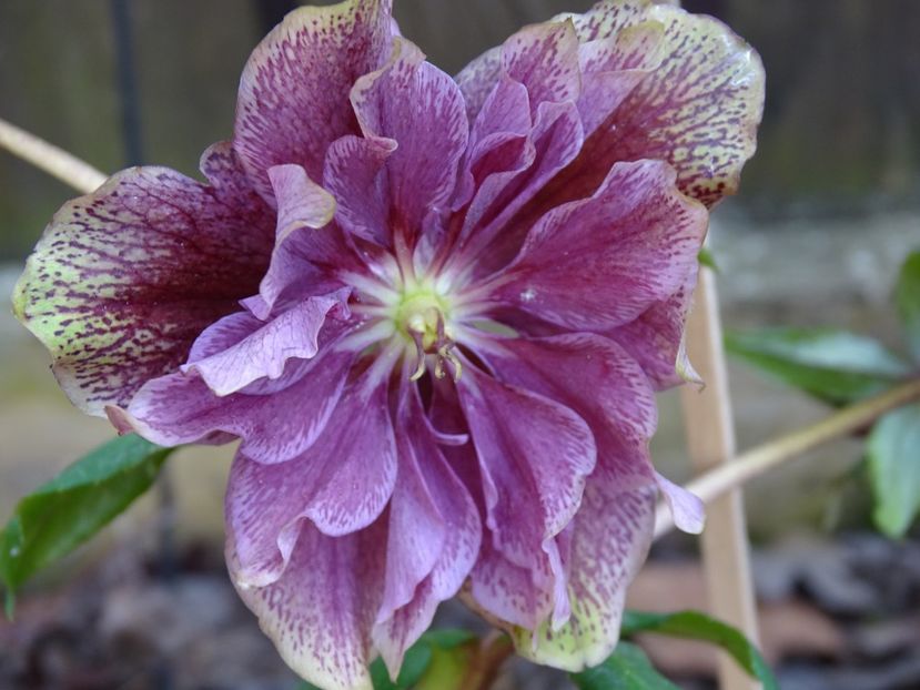  - Helleborus 2021