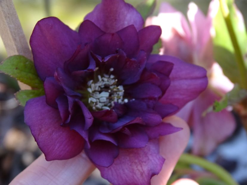 - Helleborus 2021
