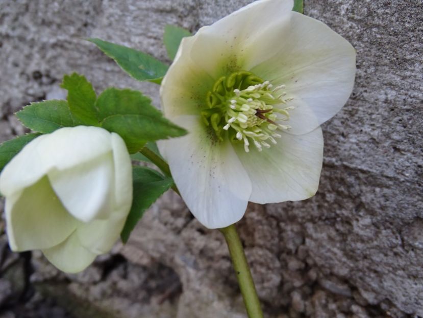  - Helleborus 2021