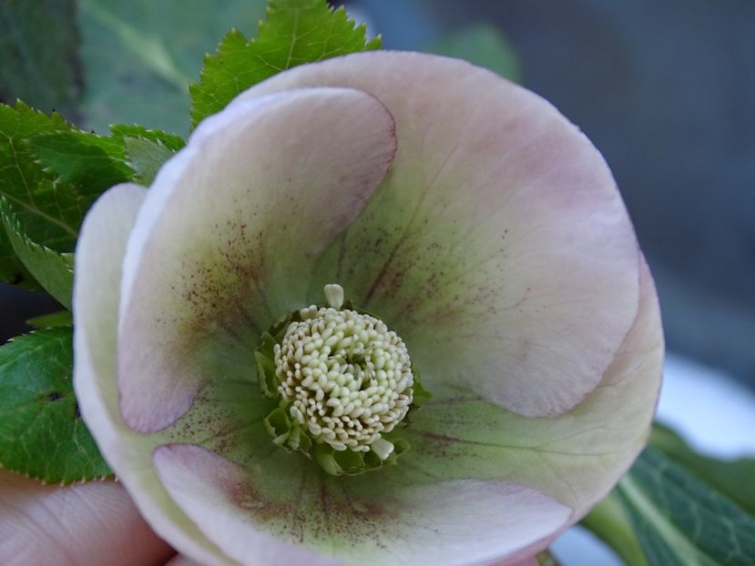  - Helleborus 2021