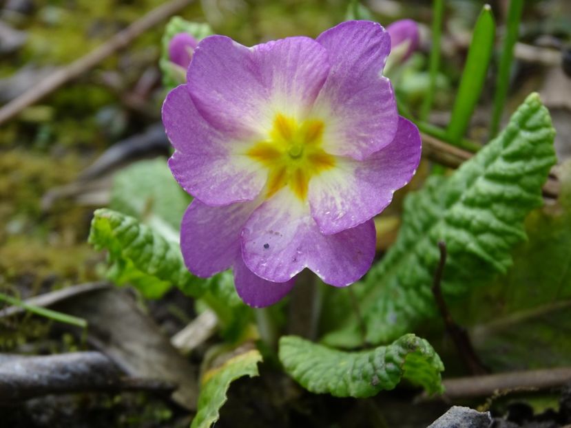 spontana - Primule 2021