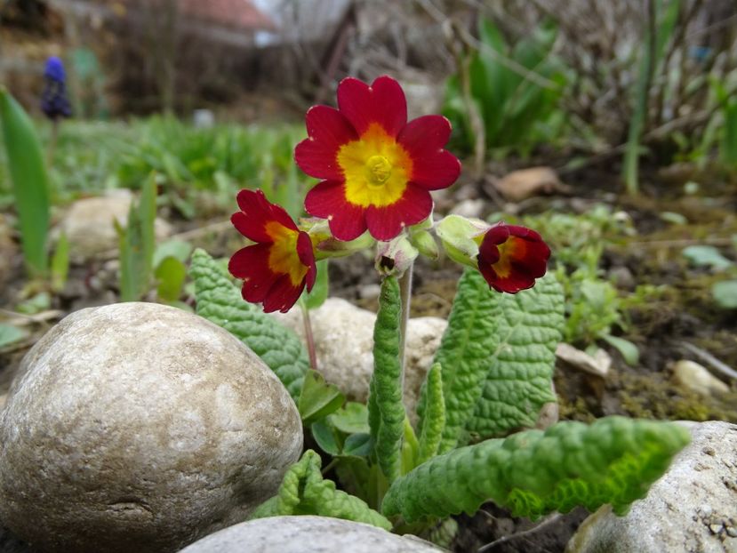 spontana - Primule 2021