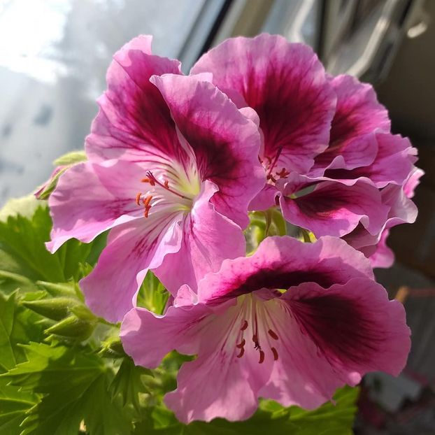 Aristo Orchid1 - Flori 2021