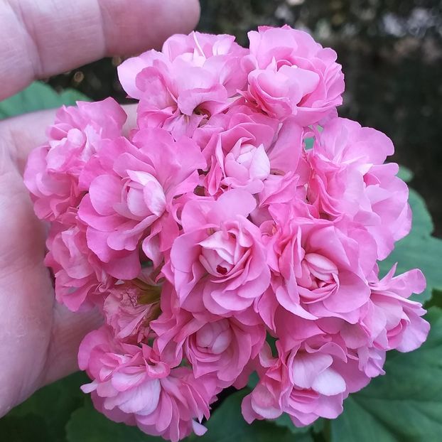Australiana Pink Rosebud1 - Flori 2021