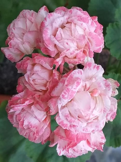 Fischer's Appleblossom1 - Flori 2021