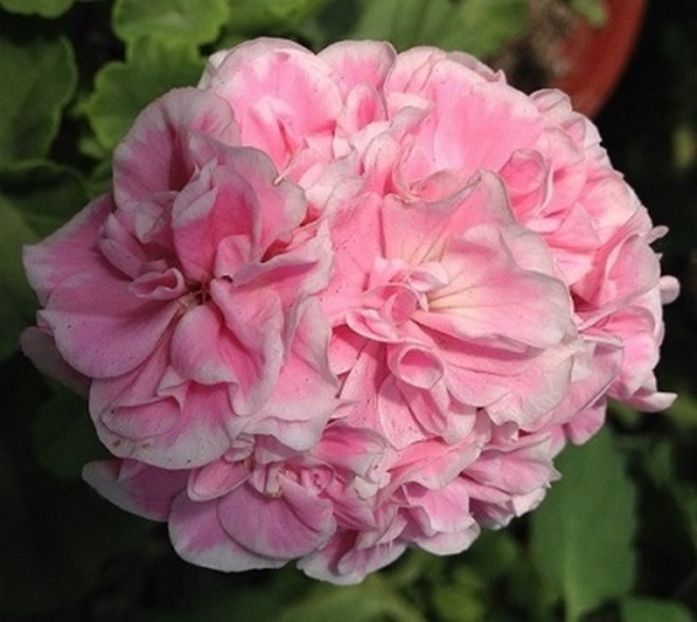 Frou- Frou1 - Flori 2021