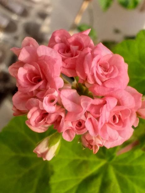 Graimger's Antique Rose1 - Flori 2021