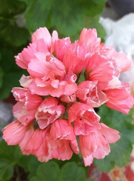 Marie Louise1 - Flori 2021