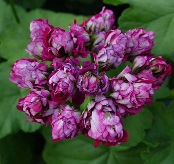 Montseratt-Rosen-Monsrud-Bloomen1 - Flori 2021