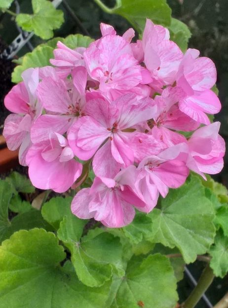 Purple Mozaic - Flori 2021