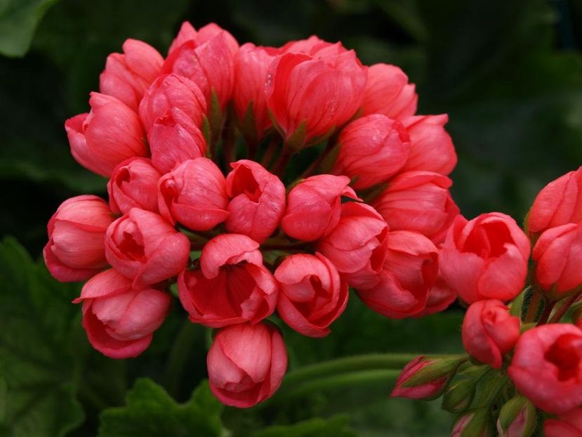 Red Pandora1 - Flori 2021
