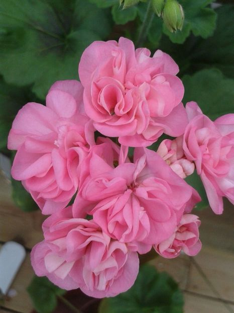 Sweet Jess1 - Flori 2021