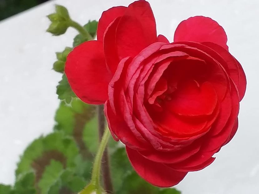 Viva Rosita1 - Flori 2021