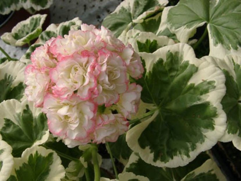 Westdale Appleblossom1 - Flori 2021