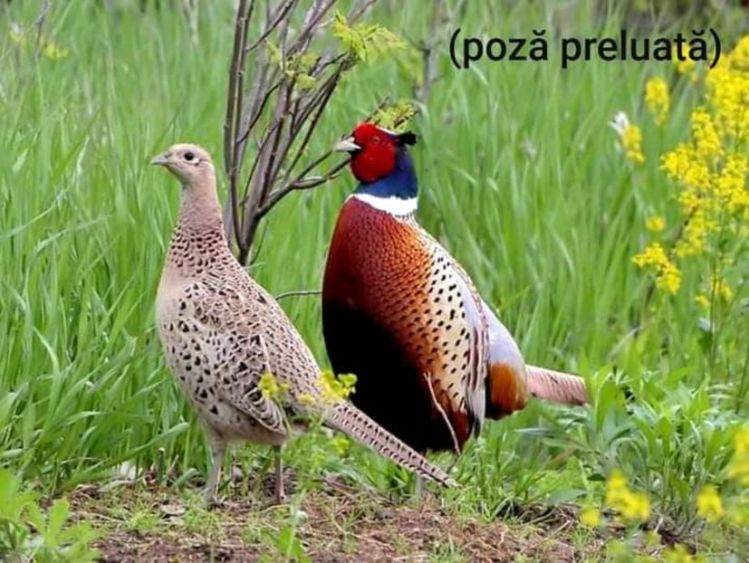  - O frumoasa si nobila pasiune