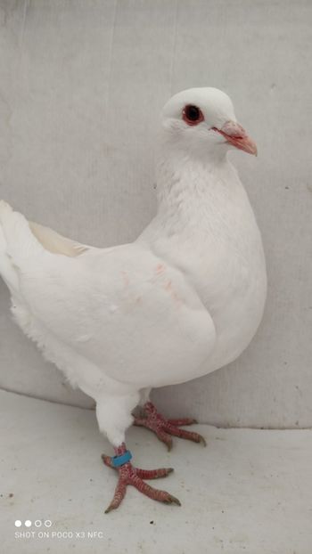 F 2020 vanduta - De vanzare kingi