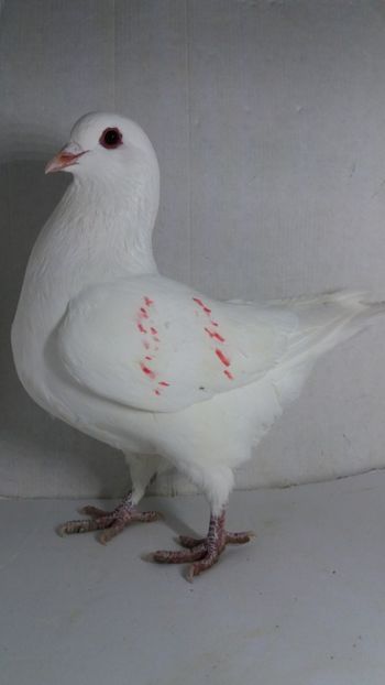 F 2020 vanduta - De vanzare kingi