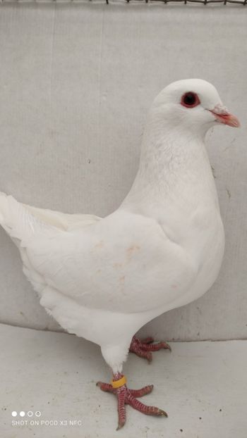 F 2020 vanduta - De vanzare kingi